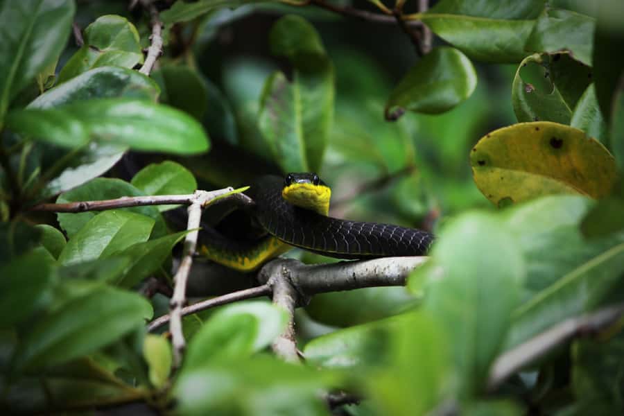 Cairns: Daintree Rainforest Wildlife Experience Cruise - Mangroves, Birds, Snakes, and the Whole Estuary Ecosystem