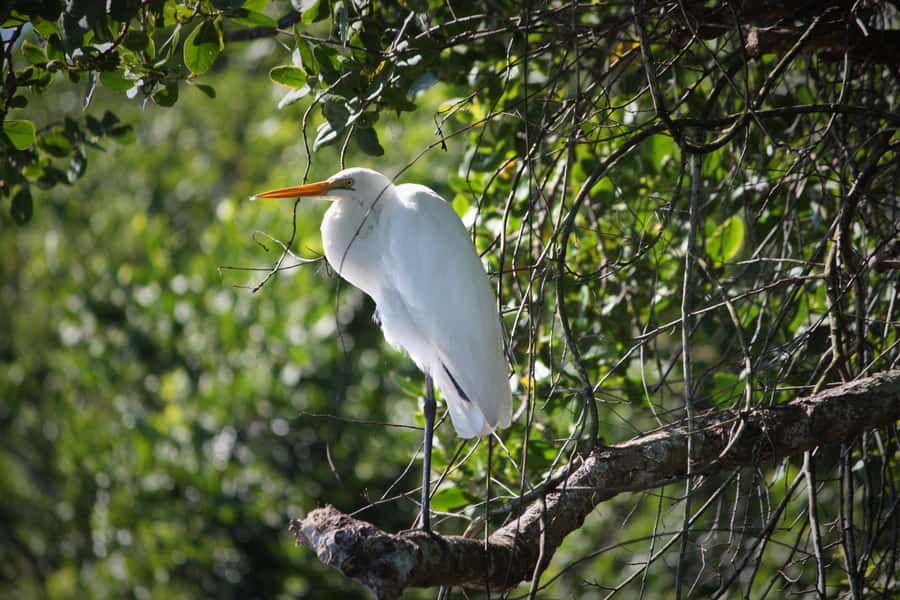 Cairns: Daintree Rainforest Wildlife Experience Cruise - Tea, Comfort, and Small Details That Make It Easier