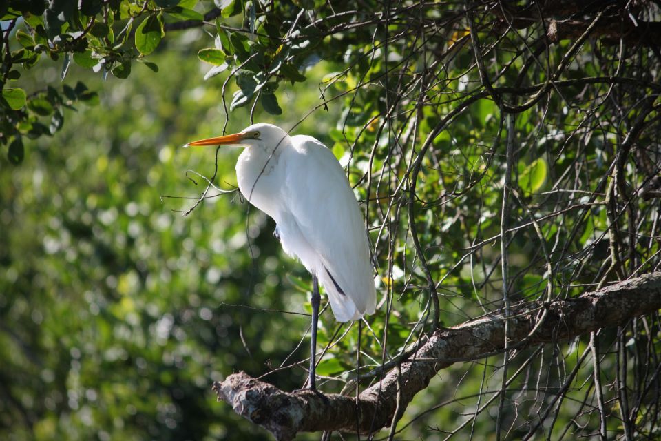 Cairns: Daintree Rainforest Wildlife Experience Cruise - Who This Cruise Fits Best (And Who Might Want a Different Plan)
