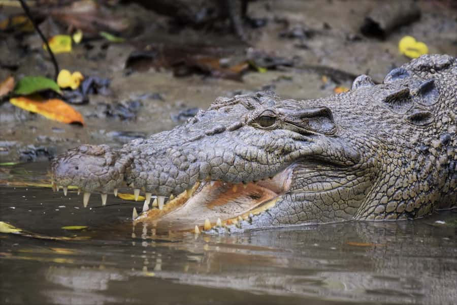 Cairns: Daintree Rainforest Wildlife Experience Cruise - The 1-Hour Ride: What You’ll Actually Do on the Daintree River