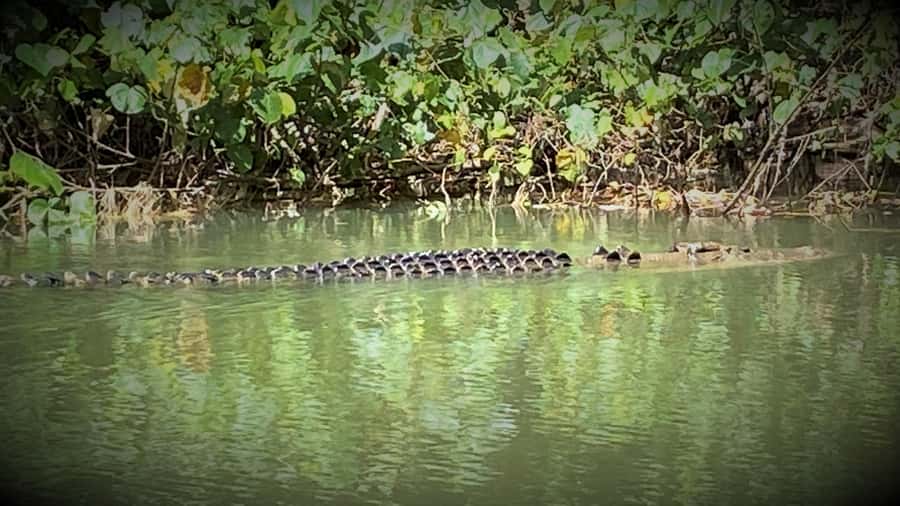 Cairns: Daintree River Cruise and Mossman Gorge - A Full-Day Daintree Run from Cairns (and why it feels manageable)