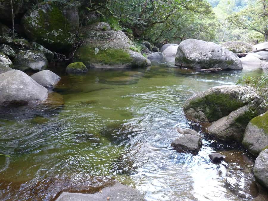 Cairns: Daintree River Cruise and Mossman Gorge - Meet the Tour Team: What small-group pacing buys you