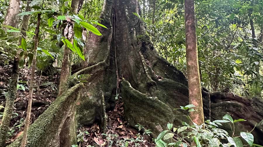 Cairns: Daintree River Cruise and Mossman Gorge - Great Barrier Reef Drive to Port Douglas: Views that set expectations