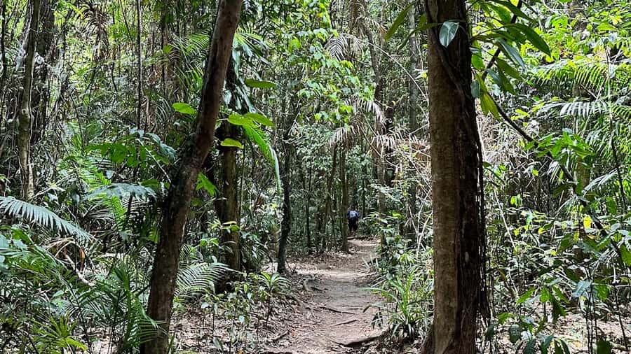Cairns: Daintree River Cruise and Mossman Gorge - Daintree River Cruise: Mangroves, morning tea, and crocodile spotting