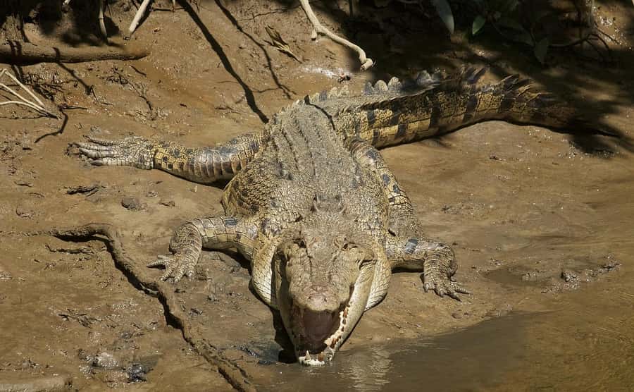 Cairns: Daintree River Cruise and Mossman Gorge - From the boat to the gorge: Turning “nature talk” into real context