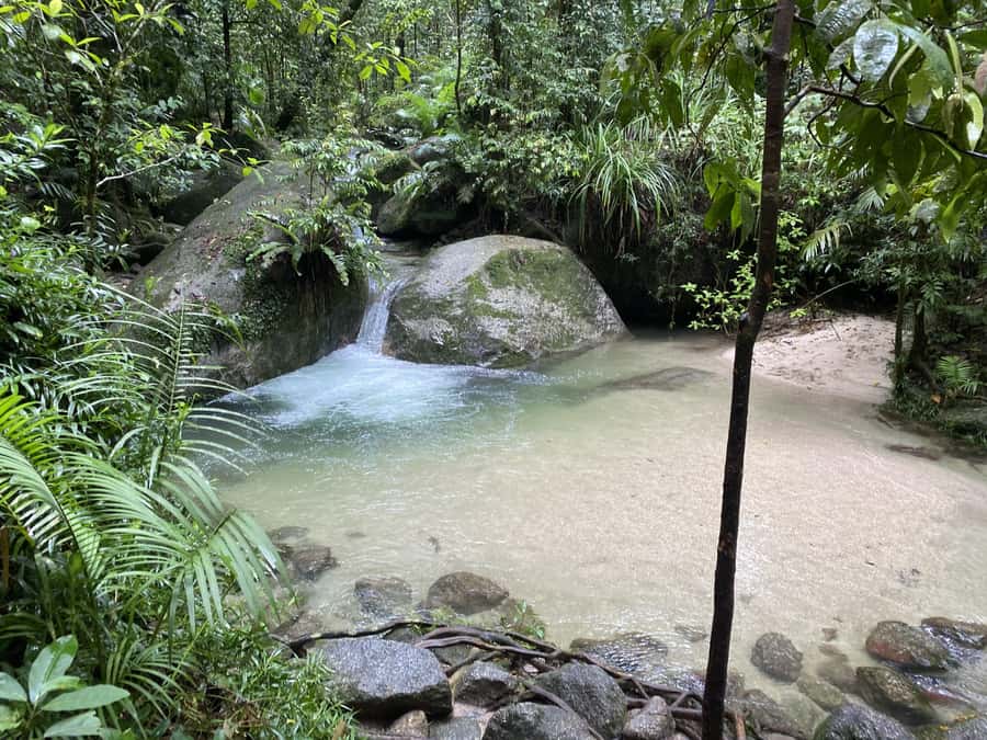 Cairns: Daintree River Cruise and Mossman Gorge - Mossman Gorge Culture Centre Lunch: Fuel without derailing the day