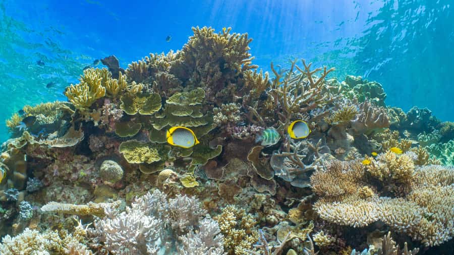 Cairns: Great Barrier Reef and Fitzroy Island Boat Tour - The Catamaran Runs: Short Rides, Real Stops