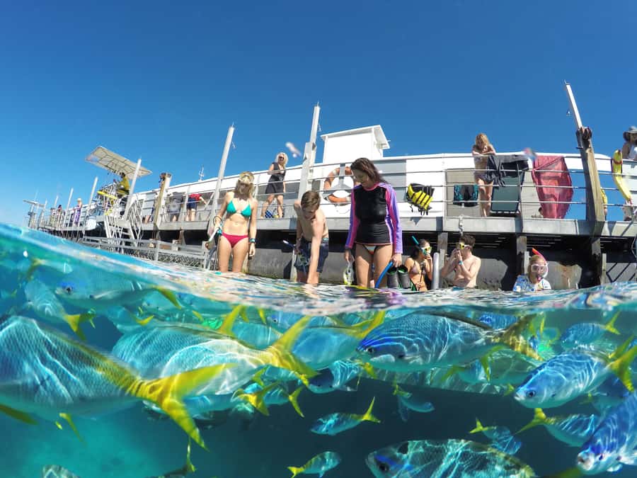 Cairns: Great Barrier Reef and Fitzroy Island Boat Tour - Fitzroy Island After Lunch: Warm Food, Welcome Bay Views, Then Time to Roam