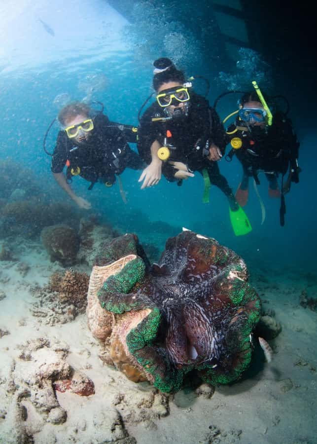 Cairns: Great Barrier Reef Cruise & 10 Minute Helicopter - The helicopter flight: 10 minutes that change how you see the reef