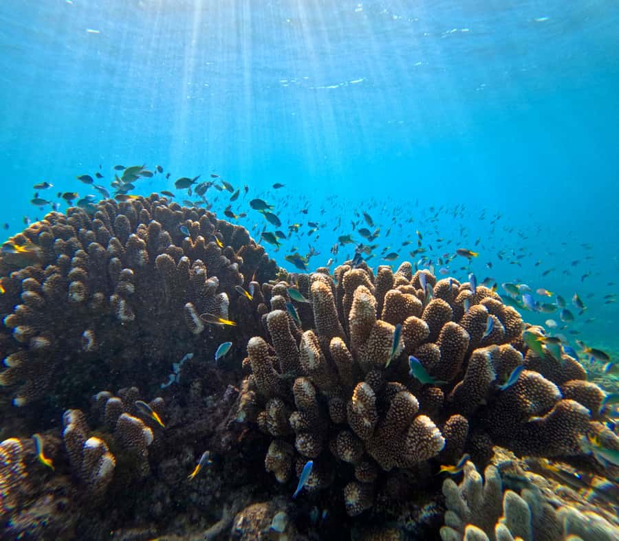 Cairns: Great Barrier Reef Half-Day Snorkelling Tour - The snorkel with guides: what “1.5 hours” really gives you