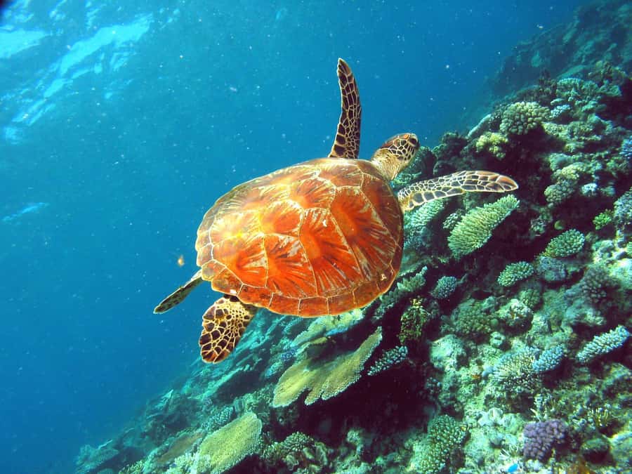 Cairns: Great Barrier Reef Half-Day Snorkelling Tour - Gear and included extras: what you don’t have to worry about