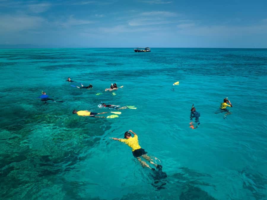 Cairns: Great Barrier Reef Half-Day Snorkelling Tour - Marine life on the Great Barrier Reef: expect wow, not guarantees