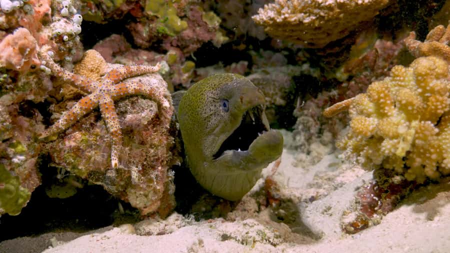 Cairns: Great Barrier Reef Overnight Snorkelling Boat Trip - Full snorkelling tuition: how you get better, not just wetter