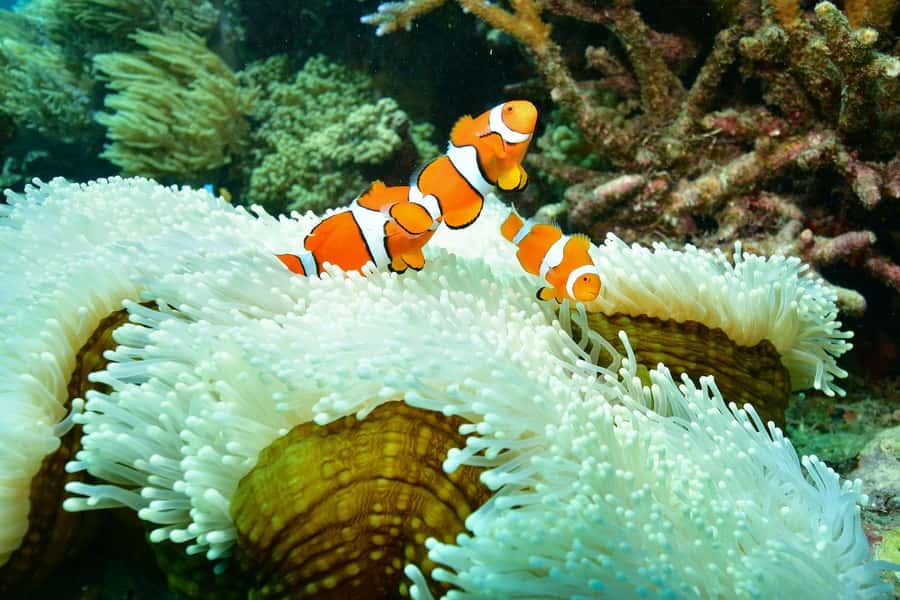 Cairns: Great Barrier Reef Pontoon with Water Activities - Glass-bottom boat and semi-submersible: reef viewing for every comfort level