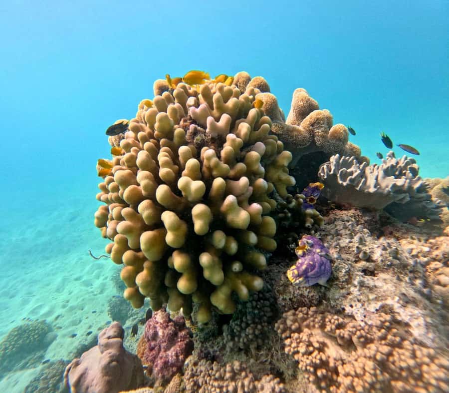 Cairns: Great Barrier Reef Small Group Snorkelling Tour - Small-group setup: why it changes the whole day