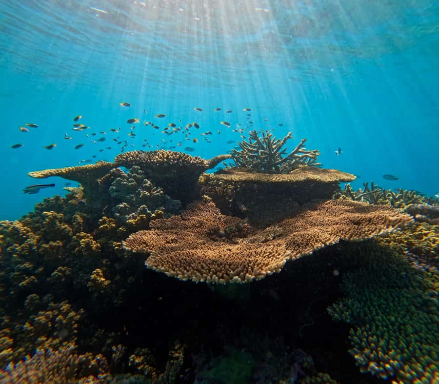 Cairns: Great Barrier Reef Snorkel and Scenic Flight - A 6-hour reef safari: sky + snorkel, with built-in variety