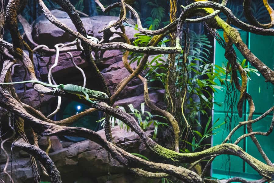 Cairns: Guided Twilight Tour of the Aquarium - Key things I’d plan around on this twilight tour