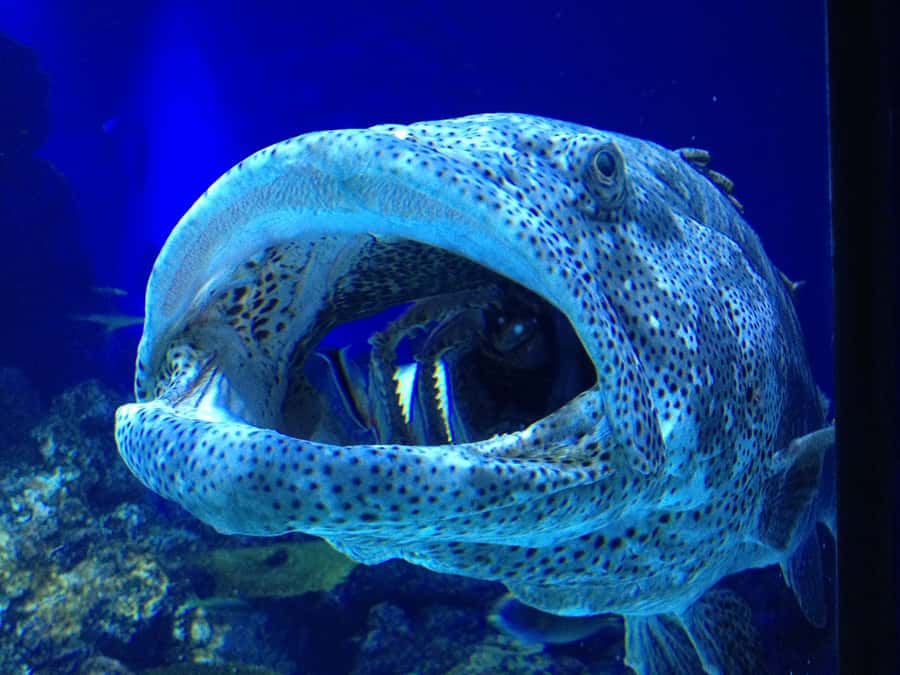 Cairns: Guided Twilight Tour of the Aquarium - Twilight Hours at Cairns Aquarium: What to Expect When Light Changes