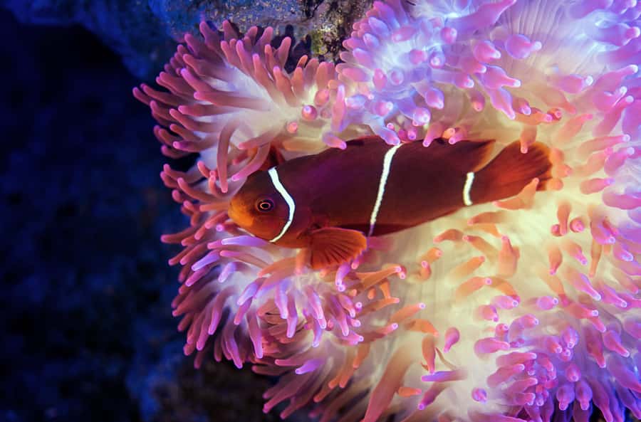 Cairns: Guided Twilight Tour of the Aquarium - The 2-Hour Twilight Route: How the Tour Flows Tank to Tank