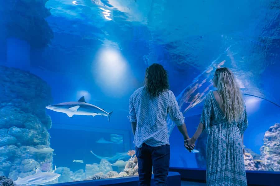 Cairns: Guided Twilight Tour of the Aquarium - Dundee Restaurant After the Tour: A Built-In Plan for Your Evening