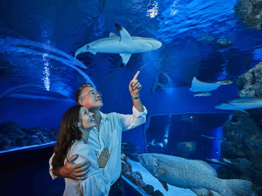 Cairns: Guided Twilight Tour of the Aquarium - Price and Value: Is $60 Worth Two Hours and After-Hours Access?