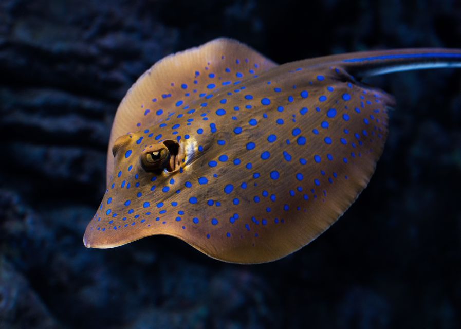 Cairns: Guided Twilight Tour of the Aquarium - Who This Twilight Tour Fits Best (and Who Might Hesitate)