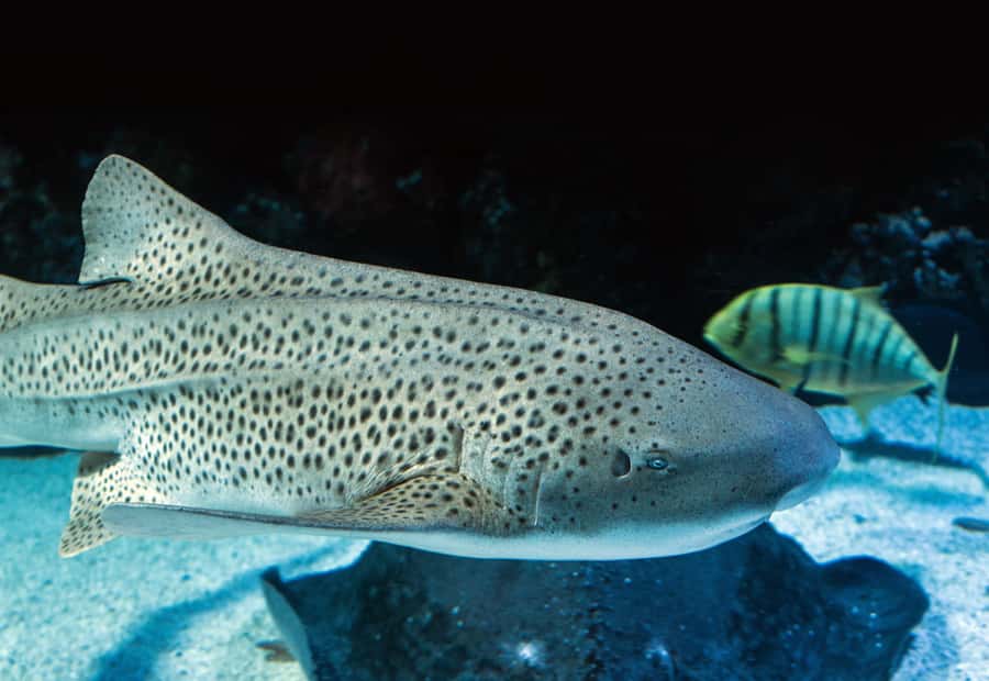 Cairns: Guided Twilight Tour of the Aquarium - Should You Book This Cairns Aquarium Guided Twilight Tour?