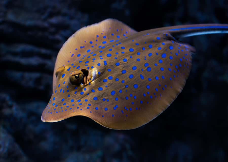 Cairns: Guided Twilight Tour of the Aquarium - Your Guide and the Style of Learning That Works