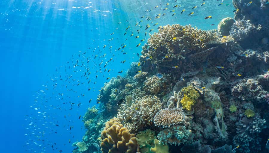 Cairns: Half Day Helicopter & Snorkeling Tour - What to pack and what to double-check (so the day runs smoothly)