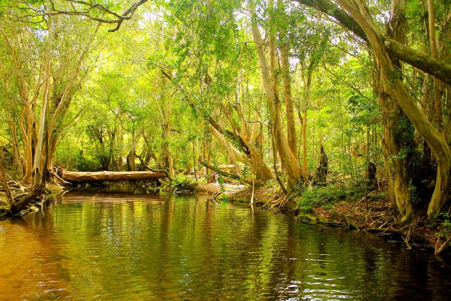 Cairns: Half-Day Premium 4WD Rainforest & Waterfall Tour - Davies Creek: crystal-clear swim time (and what to do beforehand)