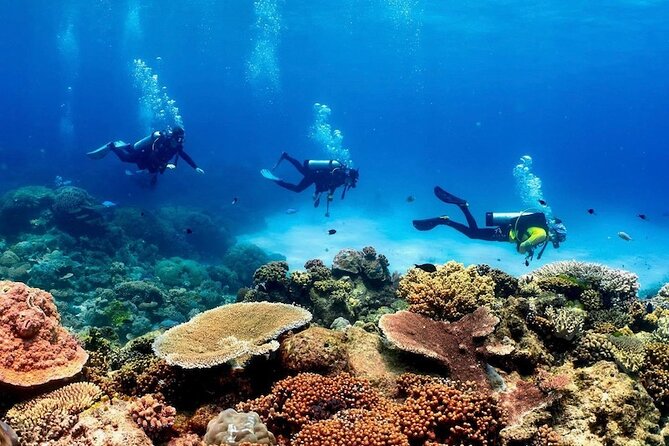 Cairns Half Day Tour a Great Barrier Reef Snorkeling Experience - Who should book this reef snorkeling tour (and who should skip it)