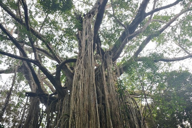 Cairns hidden gems, Historic Village Herberton and Tableland - Should you book this Cairns–Tablelands day trip?