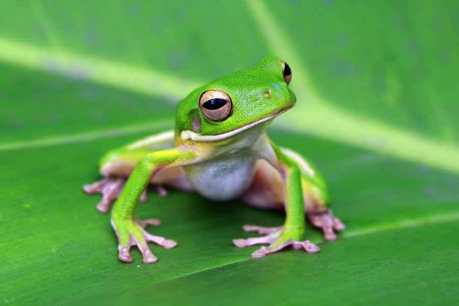 Cairns: Koalas and Creatures Entry Ticket - Key Points I’d Plan Around
