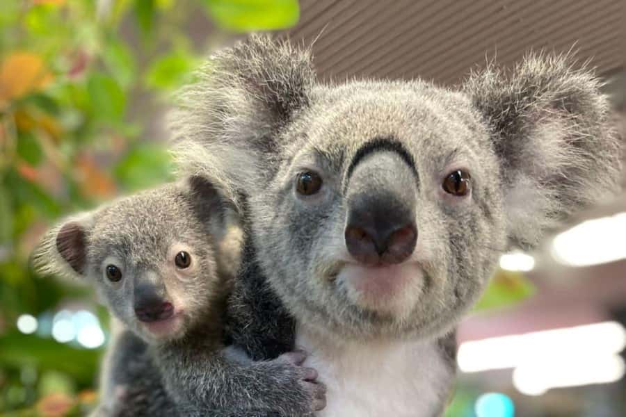 Cairns: Koalas and Creatures Entry Ticket - Getting the Most Out of It Without Overthinking