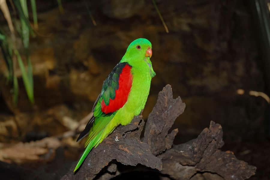 Cairns: Koalas and Creatures Entry Ticket - Your Walk-Through Route: Reef, Rainforest, Mangroves, Outback, Koalas