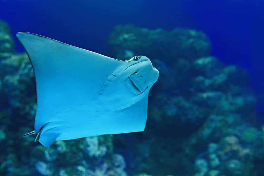 Cairns: Marine Life Encounter - North Queensland marine life, packed into one smart 3-hour plan