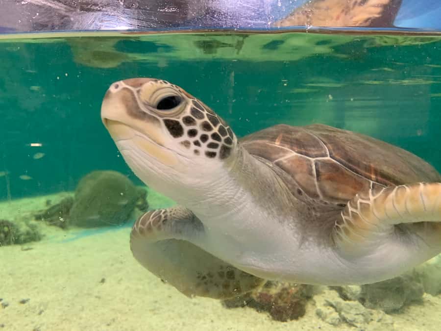 Cairns: Marine Life Encounter - The private behind-the-scenes tour: quarantine and food prep, explained clearly