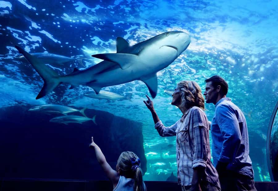 Cairns: Night at the Aquarium Guided Tour - Face-to-Face Predator Time: Sharks, Rays, Groupers, and More