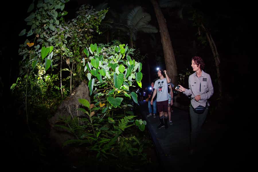 Cairns: Night Walk in Cairns Botanic Gardens - Key highlights at a glance