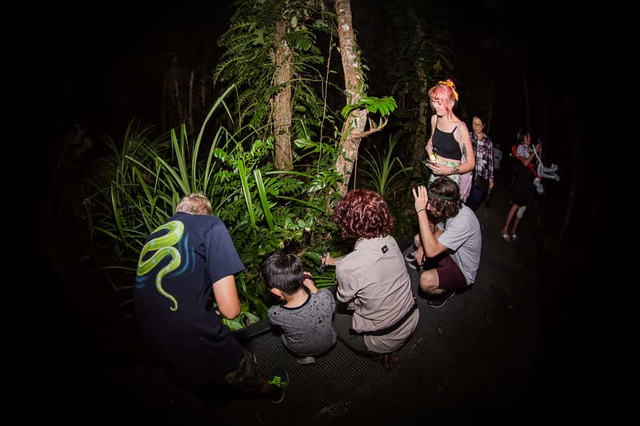 Cairns: Night Walk in Cairns Botanic Gardens - Walking the Rainforest Boardwalk: Host Plants and First Eyeshine