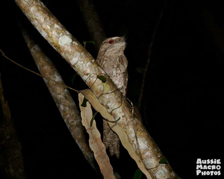 Cairns: Night Walk in Cairns Botanic Gardens - Nocturnal Birds and Marsupials: Papuan Frogmouths and Striped Possums