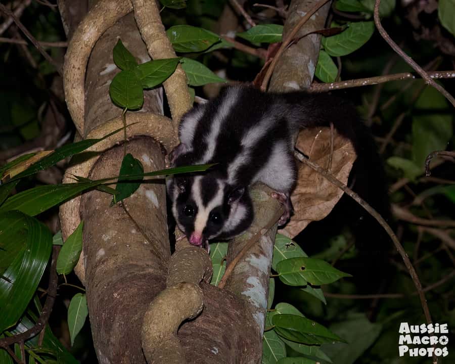 Cairns: Night Walk in Cairns Botanic Gardens - Price, Time, and Group Size: What $56 Buys You