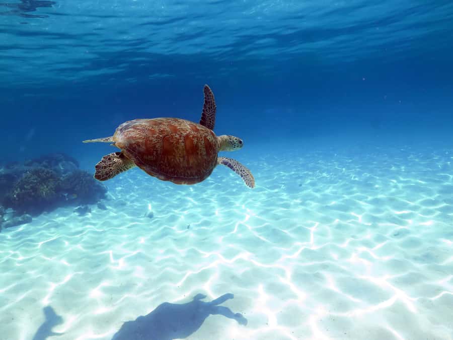 Cairns: Ocean Spirit Great Barrier Reef Full Day Tour - Ocean Spirit on the water: catamaran comfort with real sailing vibes