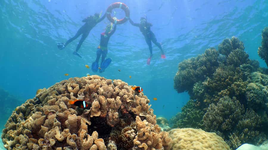 Cairns: Ocean Spirit Great Barrier Reef Full Day Tour - Optional scuba training: only if you fit the requirements