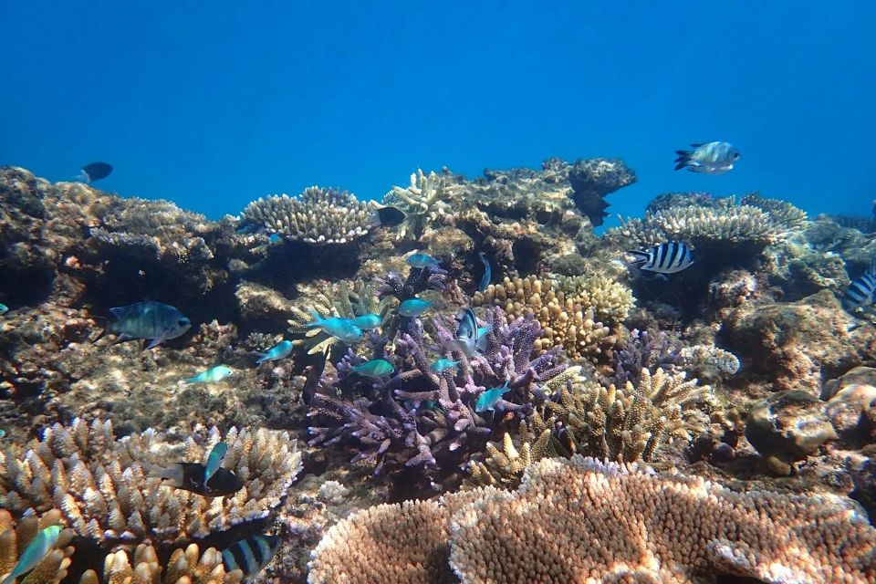 Cairns: Outer Great Barrier Reef & Dunk Island Small Group - Price and logistics you should plan for in real life