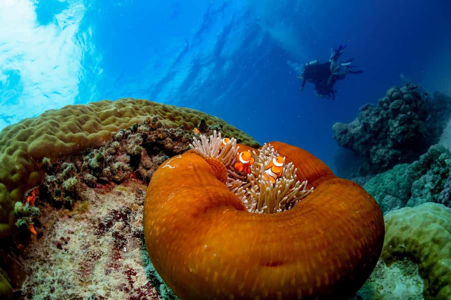 Cairns: Outer Great Barrier Reef Full-Day Tour with Lunch - Weather, sea sickness, and how to set yourself up for a smoother day