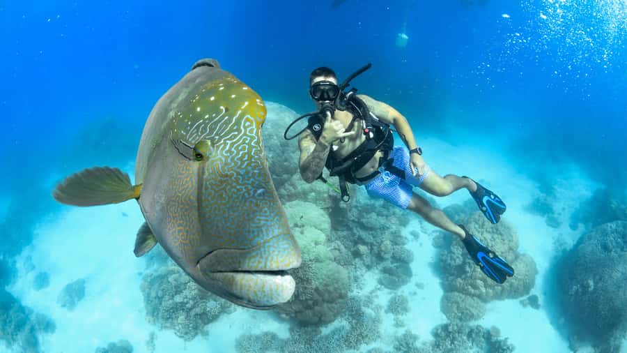Cairns: Outer Great Barrier Reef Full-Day Tour with Lunch - What you’re really paying for: value at about $187 per person