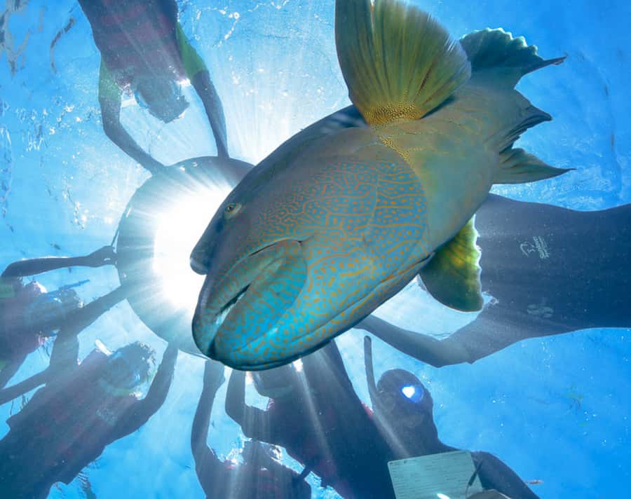 Cairns: Outer Great Barrier Reef Pontoon with Activities - Moore Reef: 4 hours of snorkel time plus reef viewing for everyone