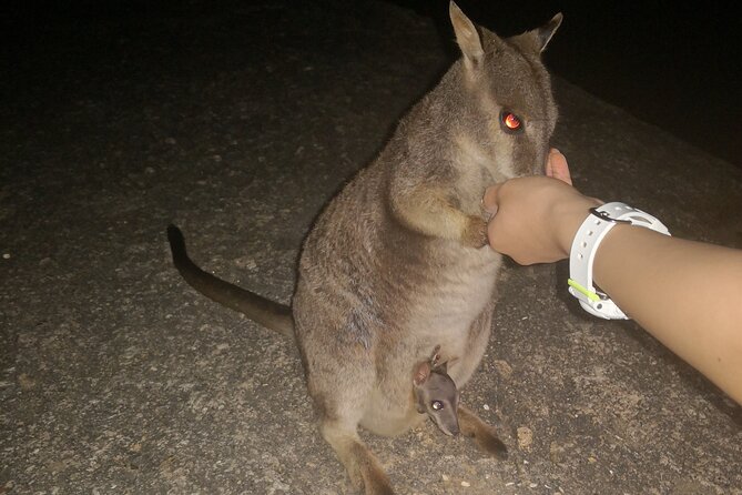 Cairns Paronella Park Herberton and Wild life Tour - A tight 10-hour plan from central Cairns