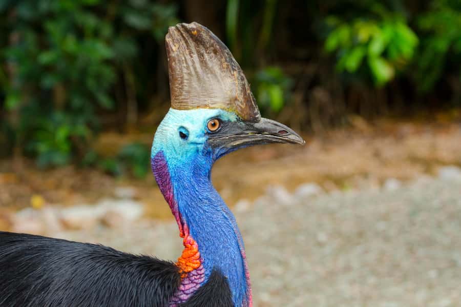 Cairns: Paronella Park Rainforest Full-Day Tour with Dinner - Timing, group size, and comfort: how the 10 hours really feels